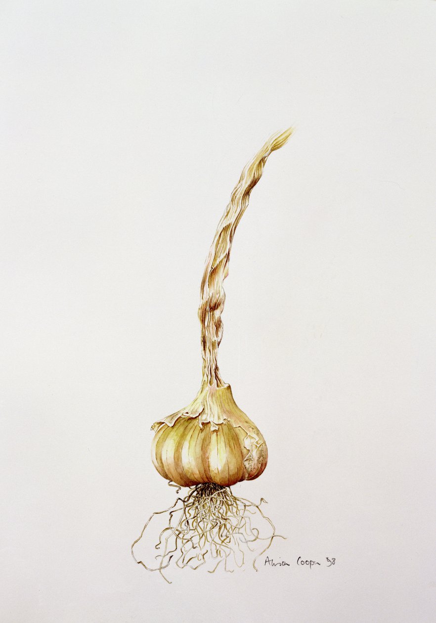 alho, 1998 de Alison Cooper