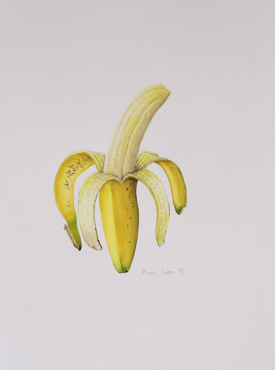 Banana Semi-descascada, 1997 de Alison Cooper
