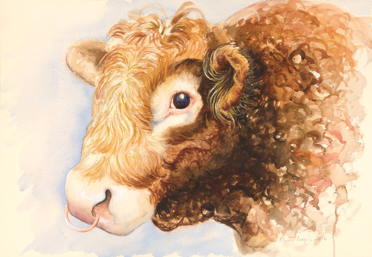 Adam o touro, 2016, aquarela de Alison Cooper