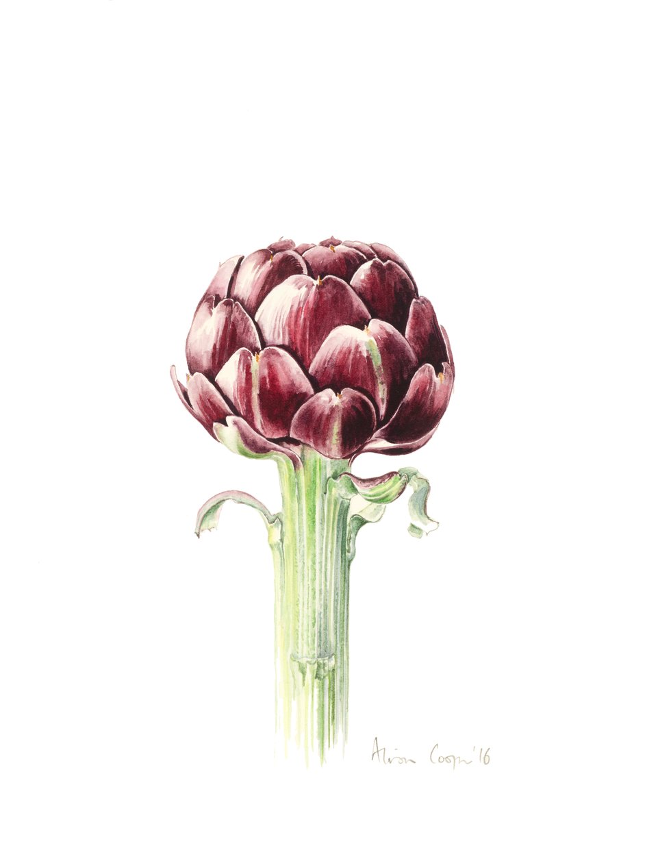 Alcachofra do mercado romano, 2016, aquarela de Alison Cooper