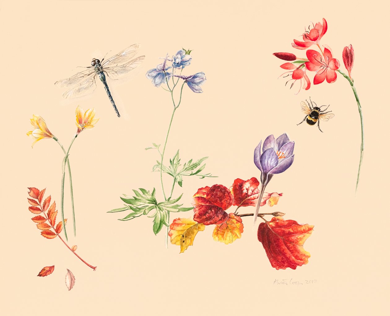 Flores de Outono e insectos de Alison Cooper