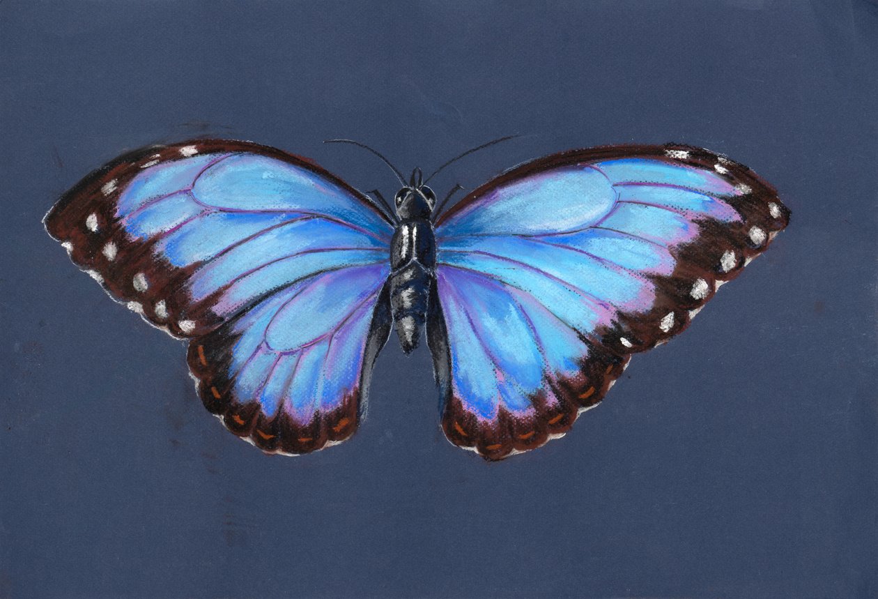 Blue Morpho Butterfly, 2019 (pastel) de Alison Cooper