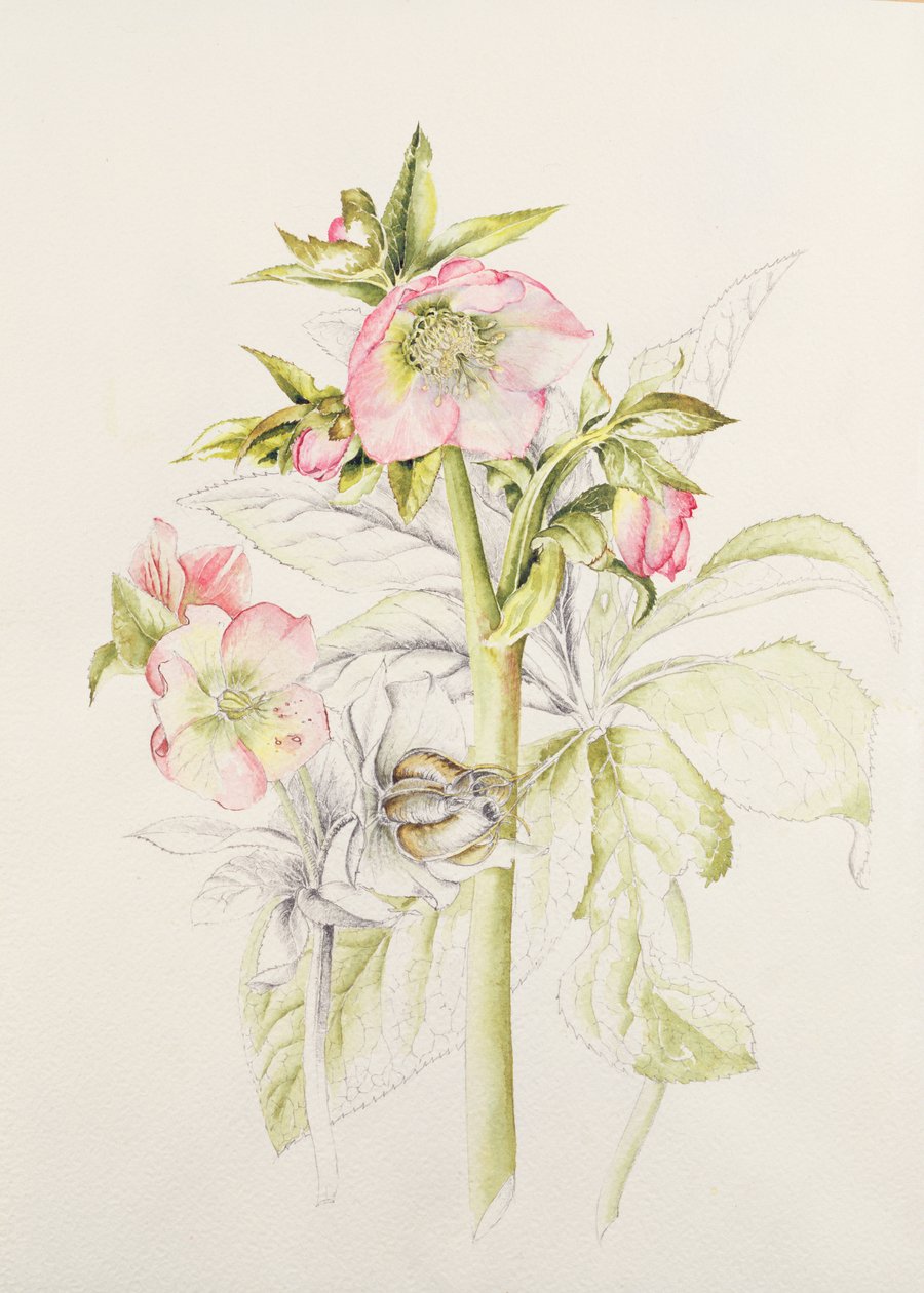 Hellebores de Alison Cooper