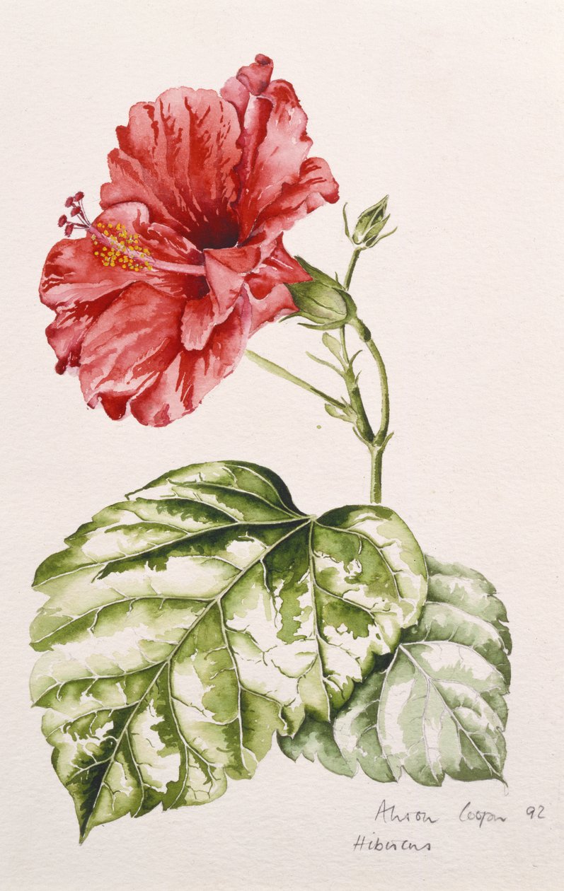 Hibisco (carmesim), 1992 (wc) de Alison Cooper