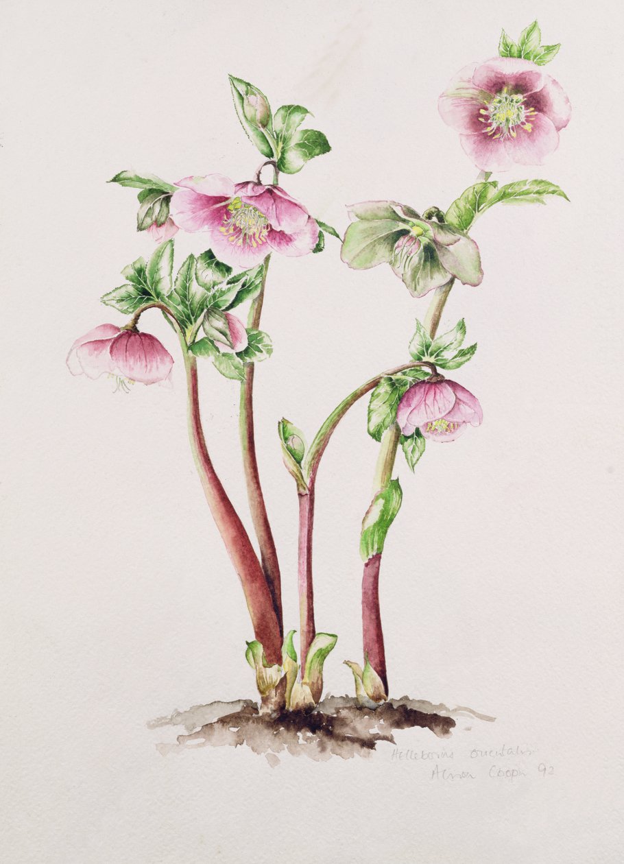 Rosa da Quaresma: Helleborus orientalis (aguarela) de Alison Cooper