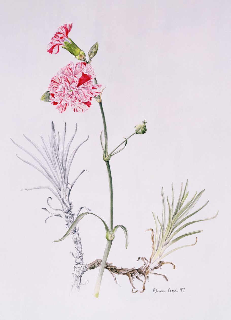 Old Variety of Dianthus, 1997 (wc no papel) de Alison Cooper