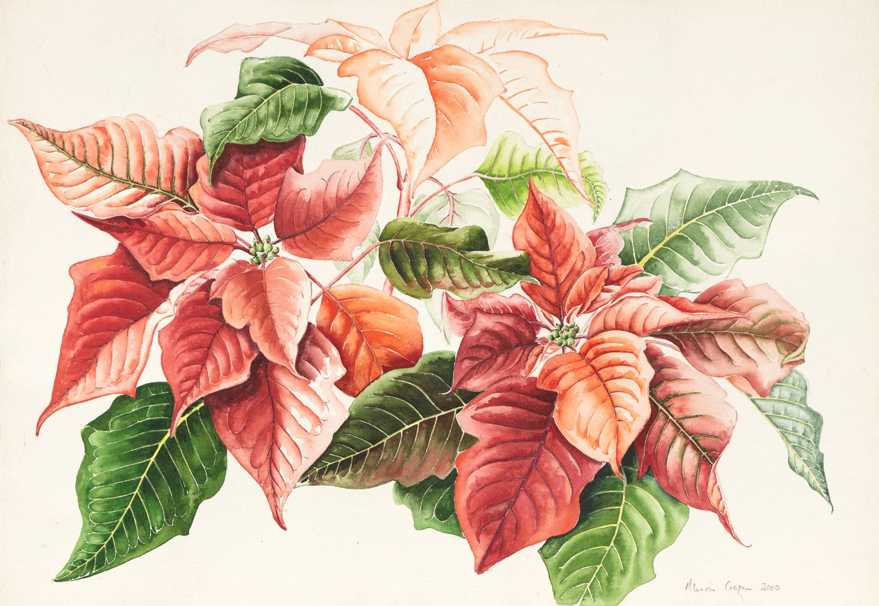 Pointsettia, 2000 (aguarela) de Alison Cooper