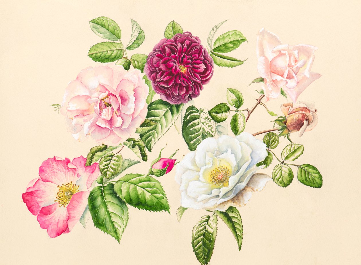 Rosas do jardim, 2020 (aguarela) de Alison Cooper