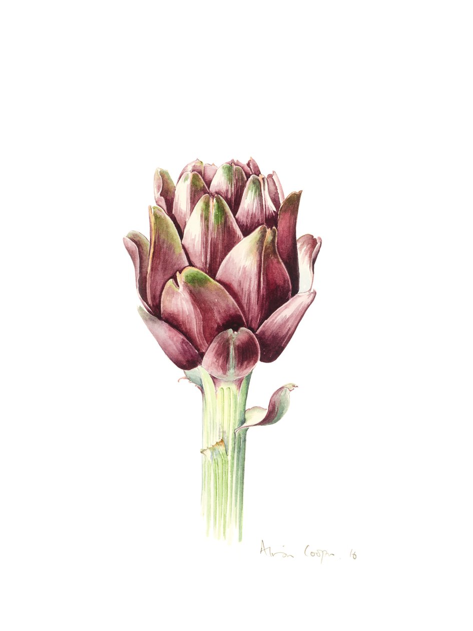 Alcachofra Sardenha, 2016, aguarela de Alison Cooper
