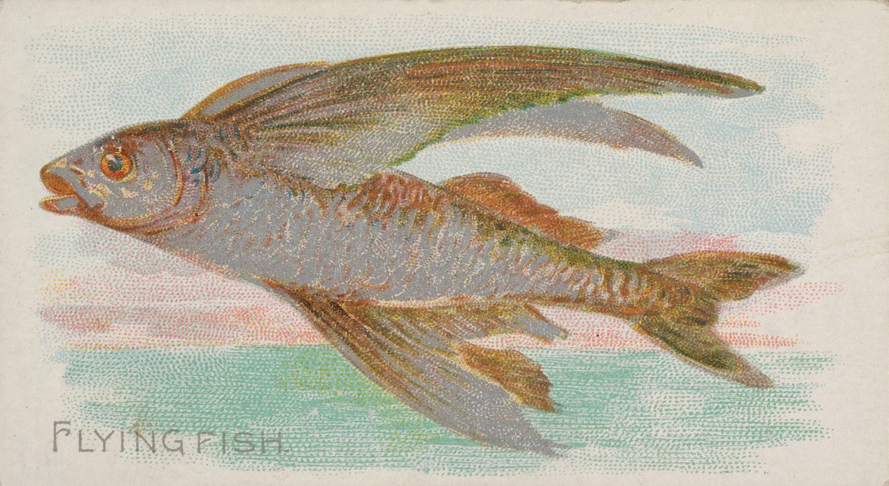 Flying Fish, do Fish da série American Waters N8 para Allen & Ginter Cigarettes ..., 1889. de Allen and Ginter