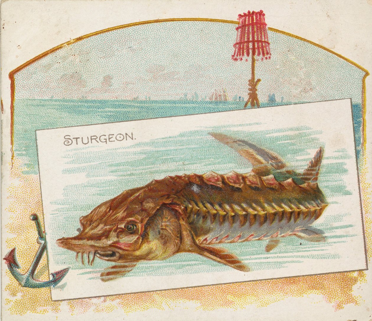 Sturgeon, da série Fish from American Waters N39 para Allen & Ginter Cigarettes, 1889. de Allen and Ginter
