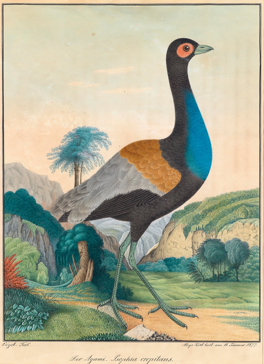 O Agami Psophia crepitans. (Trumpet bird) em uma paisagem verde floresta exuberante com pedras de Aloys Zötl