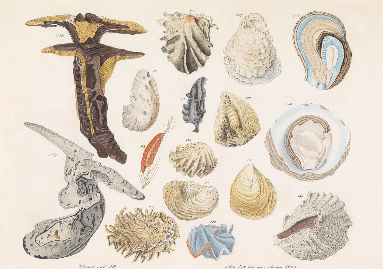 Várias conchas e caracóis de Aloys Zötl