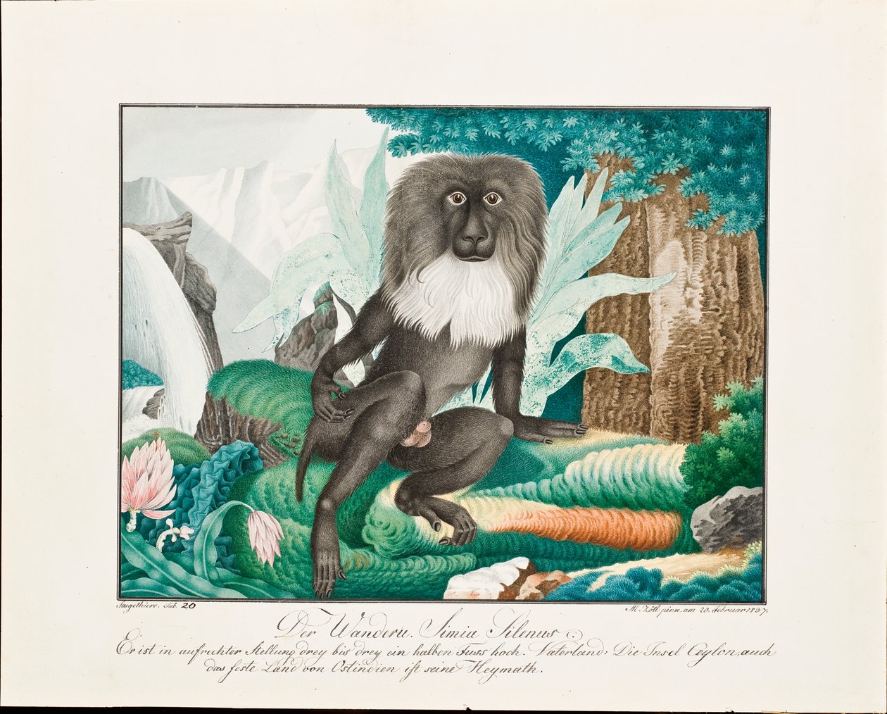 Um Macaque, 1837 de Aloys Zötl