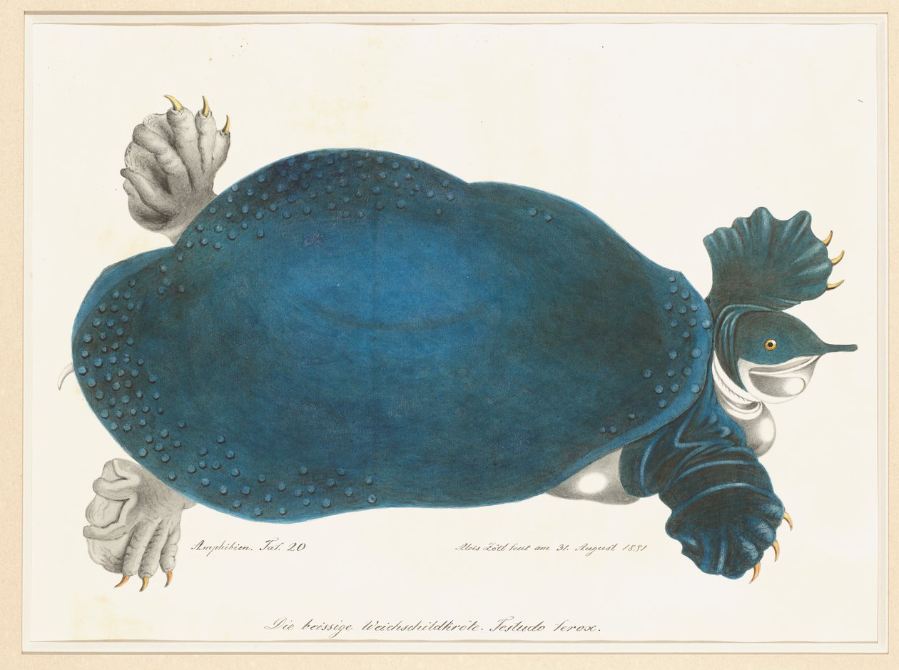 Tartaruga Softshell americana ou Trionyx, anteriormente chamada Tartaruga Azul de Aloys Zötl