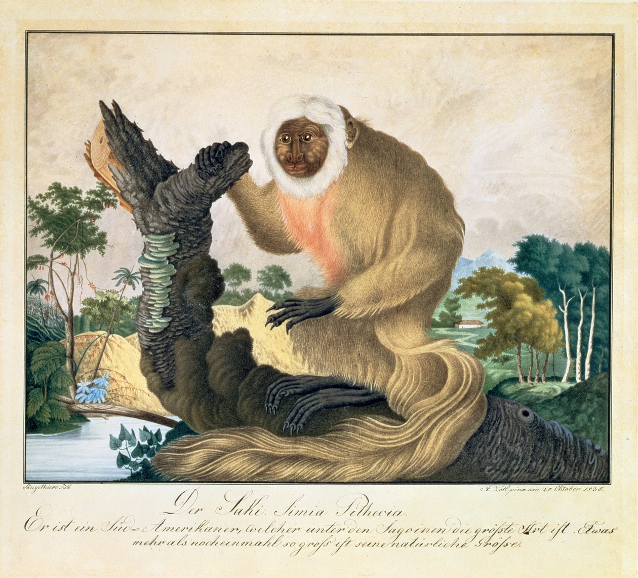 O macaco Saki, 1835 de Aloys Zötl
