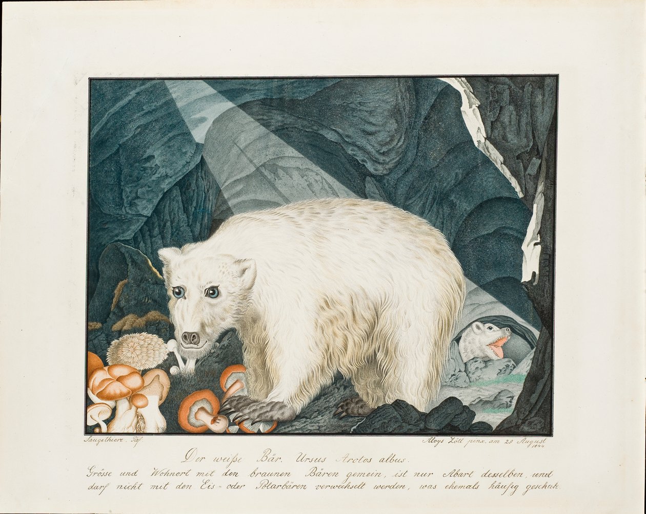 O urso branco, 1844 de Aloys Zötl