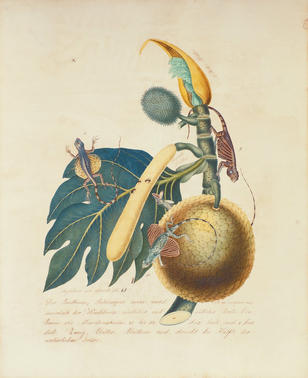 Der Broadbaum ..., 1847 (wc no papel) de Aloys Zötl