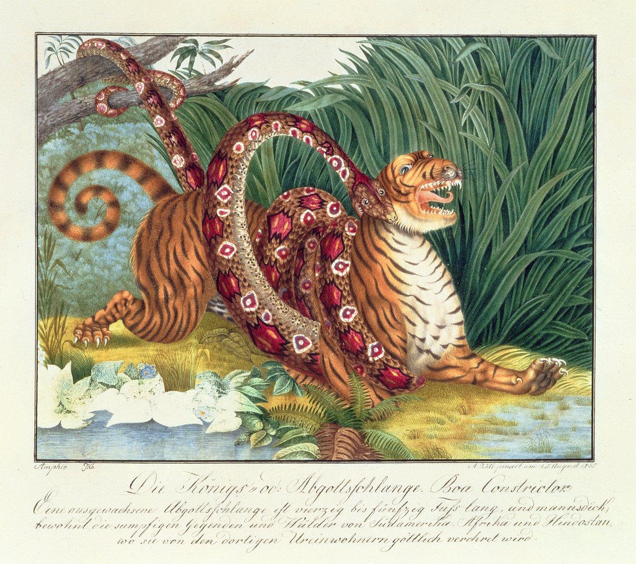 O Tigre e o Constrictor de Boa, 1835 de Aloys Zötl
