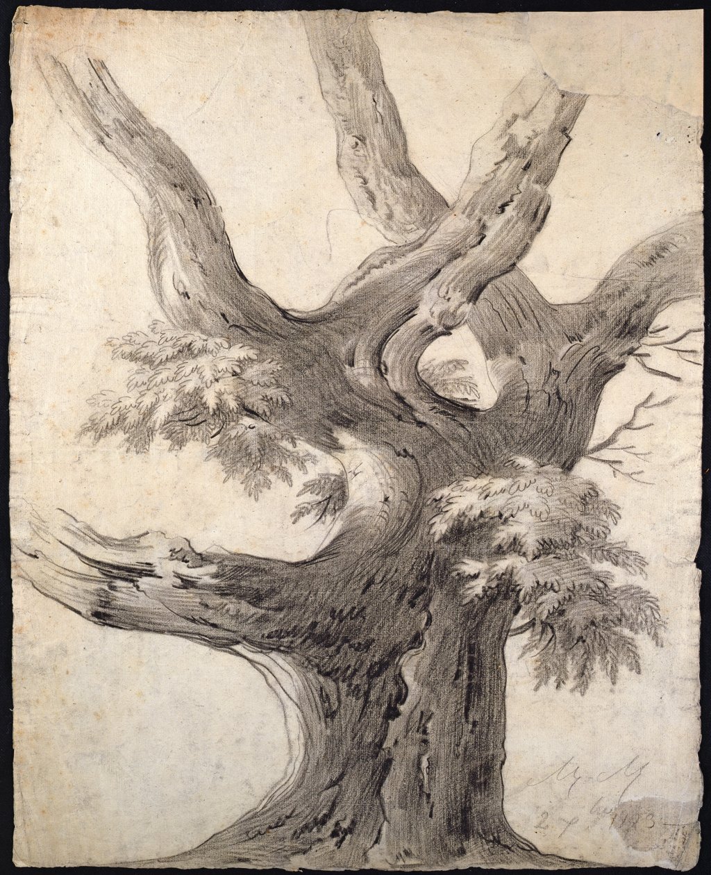 Estudo de uma árvore, 1823 (carvão sobre papel) de Alphonse Nicolas Michel Mandevare