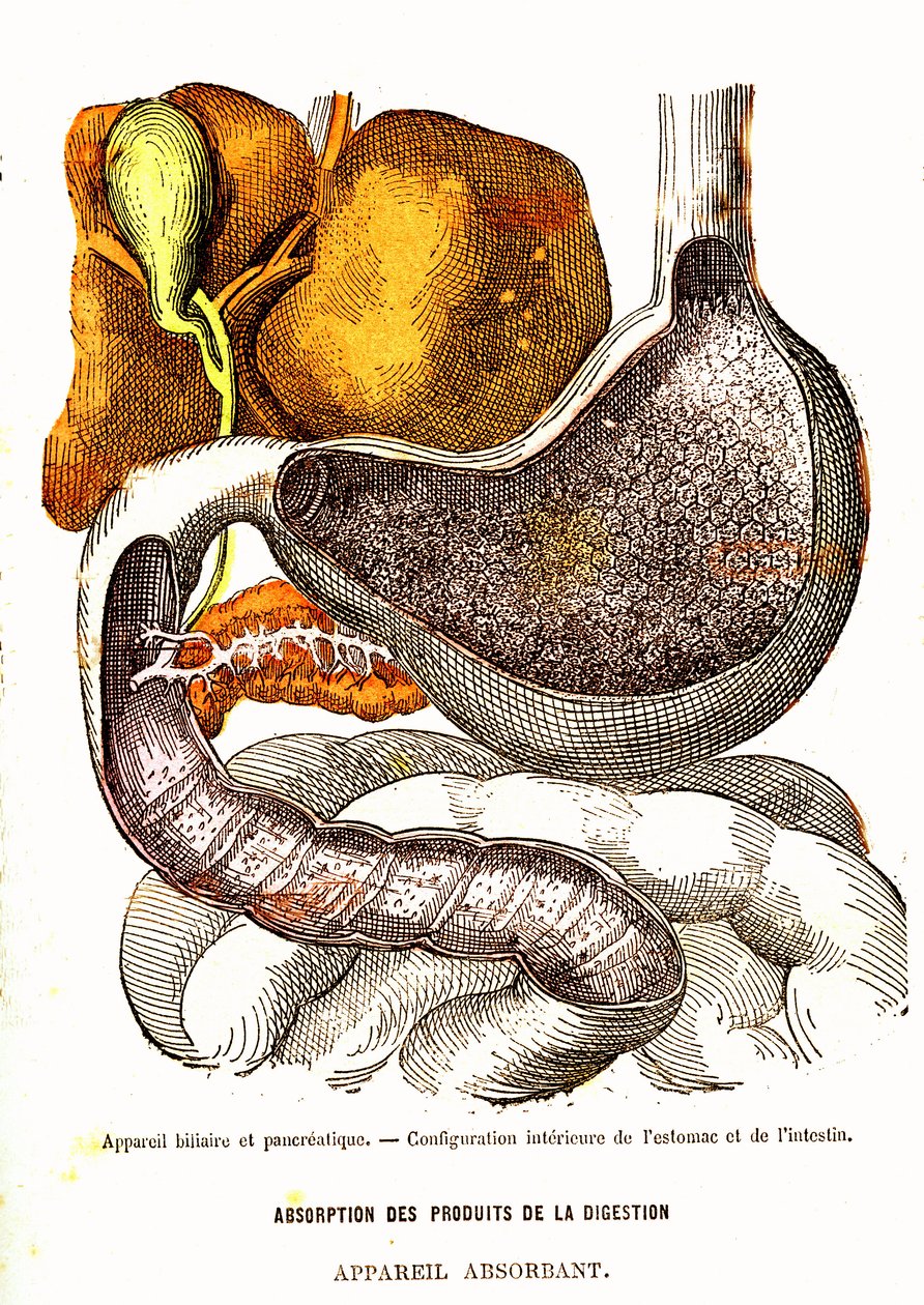 Sistema Biliar e Pancreático - Vida Normal e Saúde por J. Rengade - Desenho de A. Demarle 1881 de Alphonse Demarle