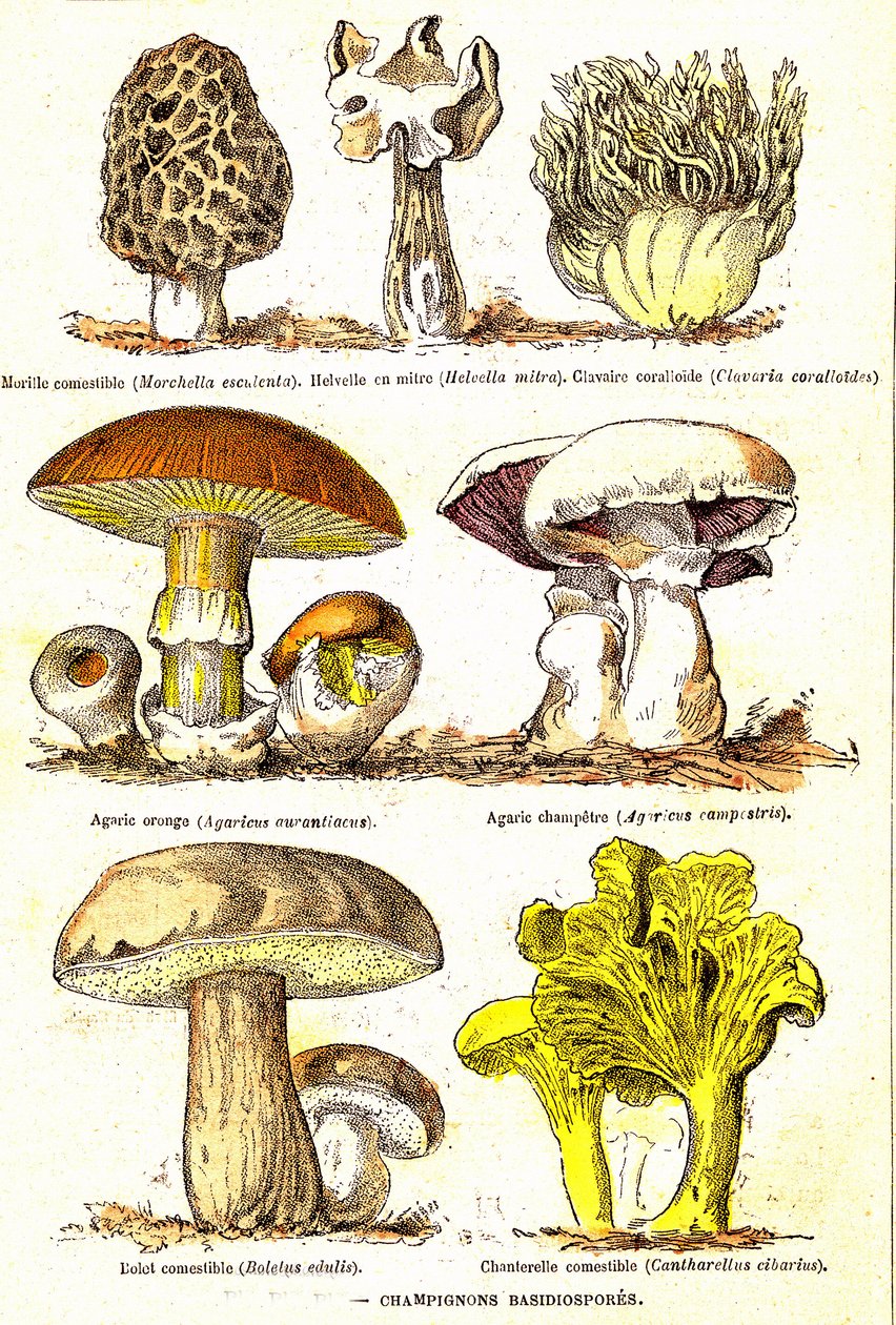 Cogumelos Basidiósporos: Criação Natural e Seres Vivos (De Jules Rengade). Desenho de A. Demarle. 1885 de Alphonse Demarle