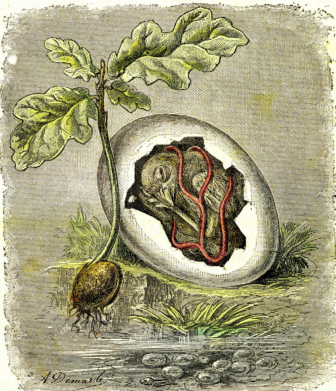 Natureza. Ovo e semente: Primeiro estado dos seres organizados. Criação natural e seres vivos. (J. Rengade) desenho de A. Demarle. 1885 de Alphonse Demarle