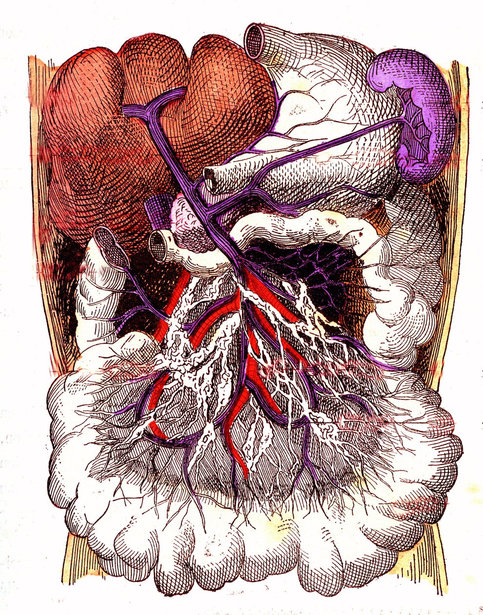 Órgãos de absorção intestinal - A vida normal e a saúde de J. Rengade. Desenho de A. Demarle 1881 de Alphonse Demarle