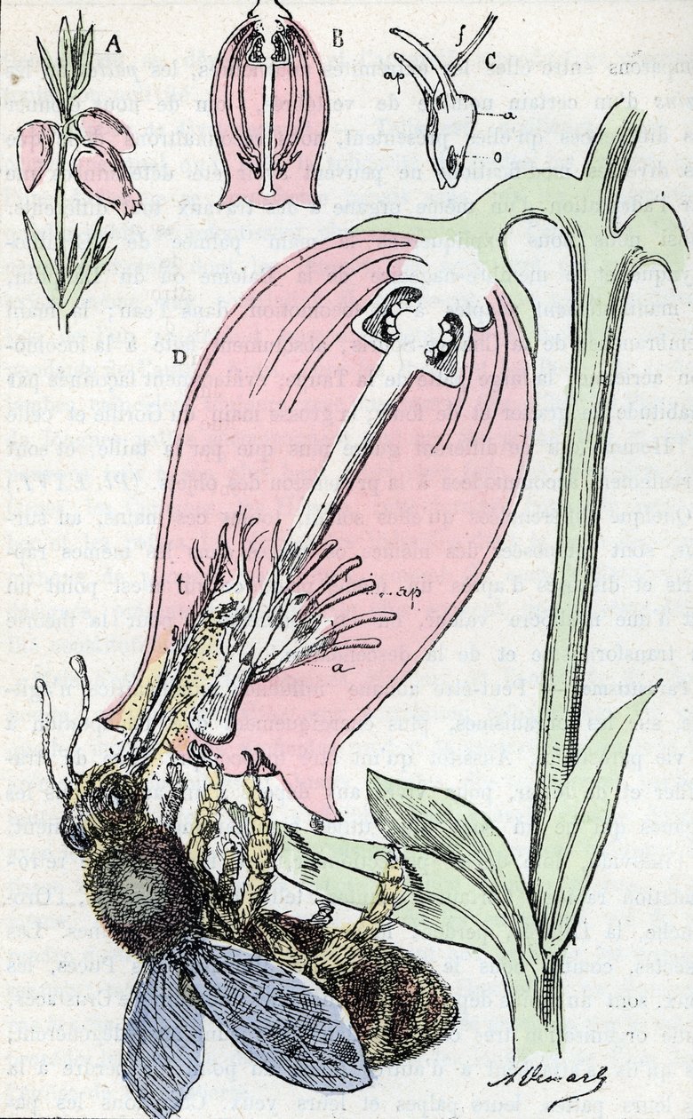 Polinização: uma abelha forrageando flores de urze de cinza (etamina em C) de Alphonse Demarle