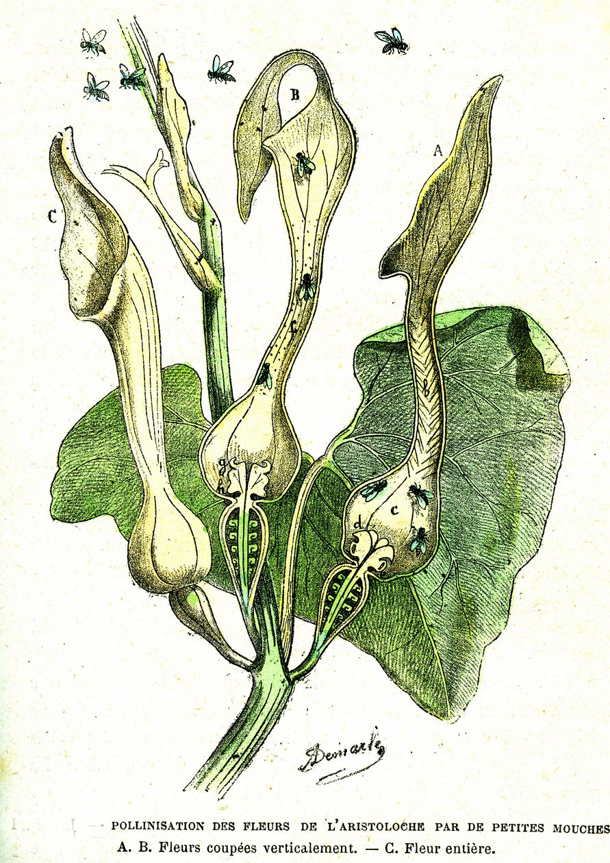 Polinização por moscas das flores de Aristoloche: Criação natural e seres vivos. Desenho de A. Demarle. 1885 de Alphonse Demarle