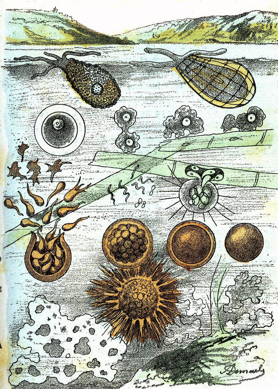 Pré-história - Amibes, Bactérias, Moneres (Cultivo): Seres rudimentares organizados. Criação natural e seres vivos. Desenho de A. Demarle. 1885 de Alphonse Demarle