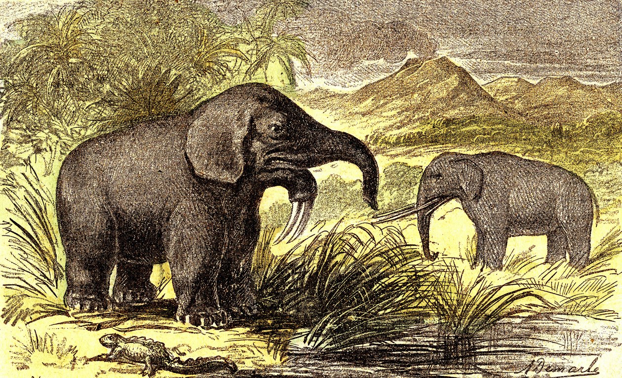 Pré-história - Período Miocénico: Da direita para a esquerda: o Dinotherum e o Mastodonte. Criação natural e seres vivos. Desenho de A. Demarle. 1885 de Alphonse Demarle