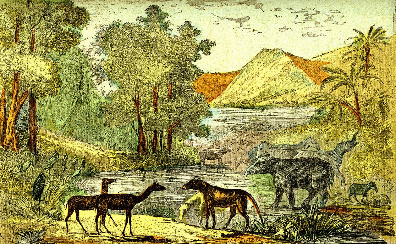 Pré-história - Período Eocénico: Da direita para a esquerda: Paloeotherium, Anoplotherium, Xiphodonts e as aves Tantalus. Criação natural e seres vivos. Desenho de A. Demarle. 1885 de Alphonse Demarle