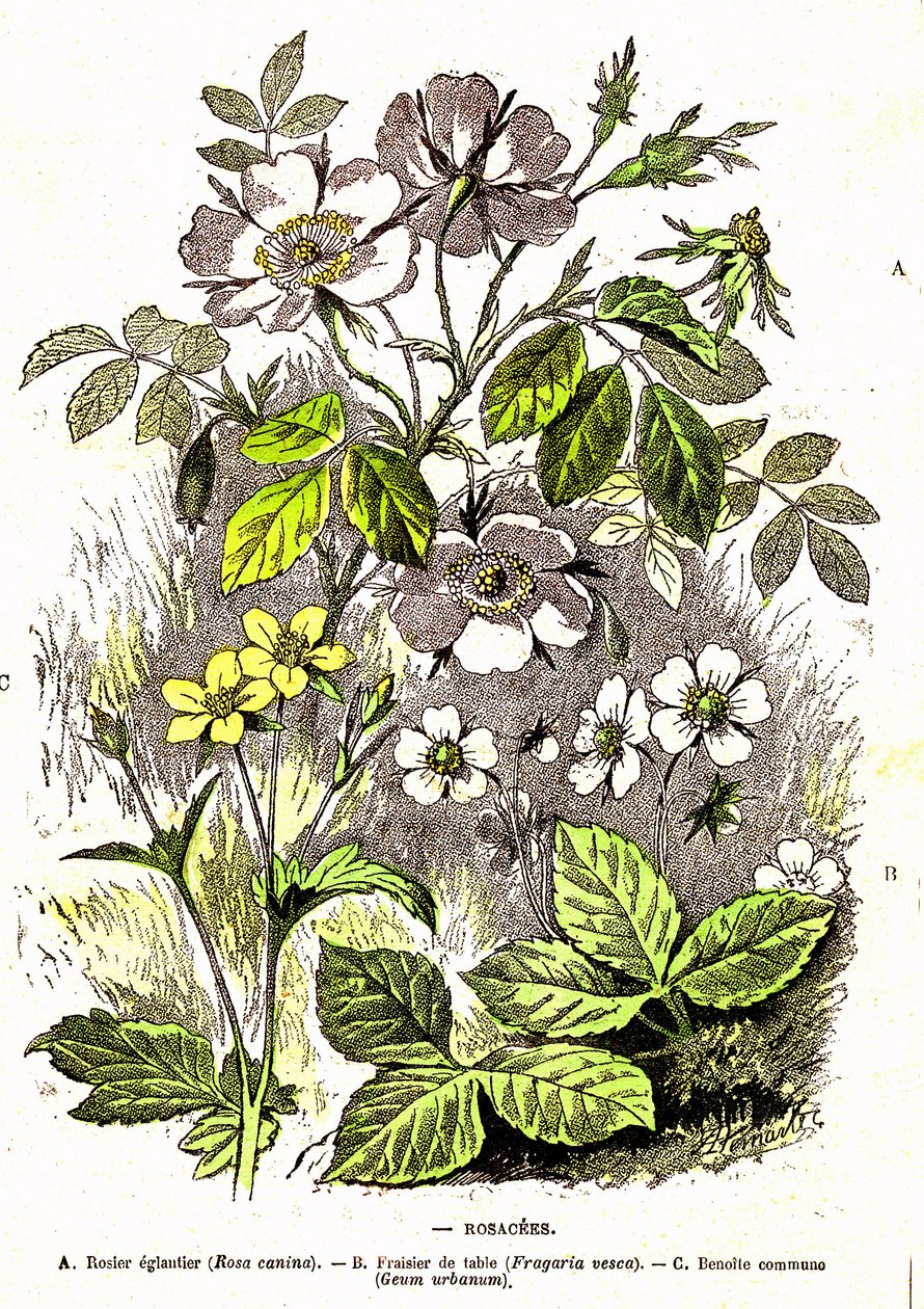 Rosáceas - Criação Natural e Seres Vivos: Desenho de A. Demarle. 1885 de Alphonse Demarle
