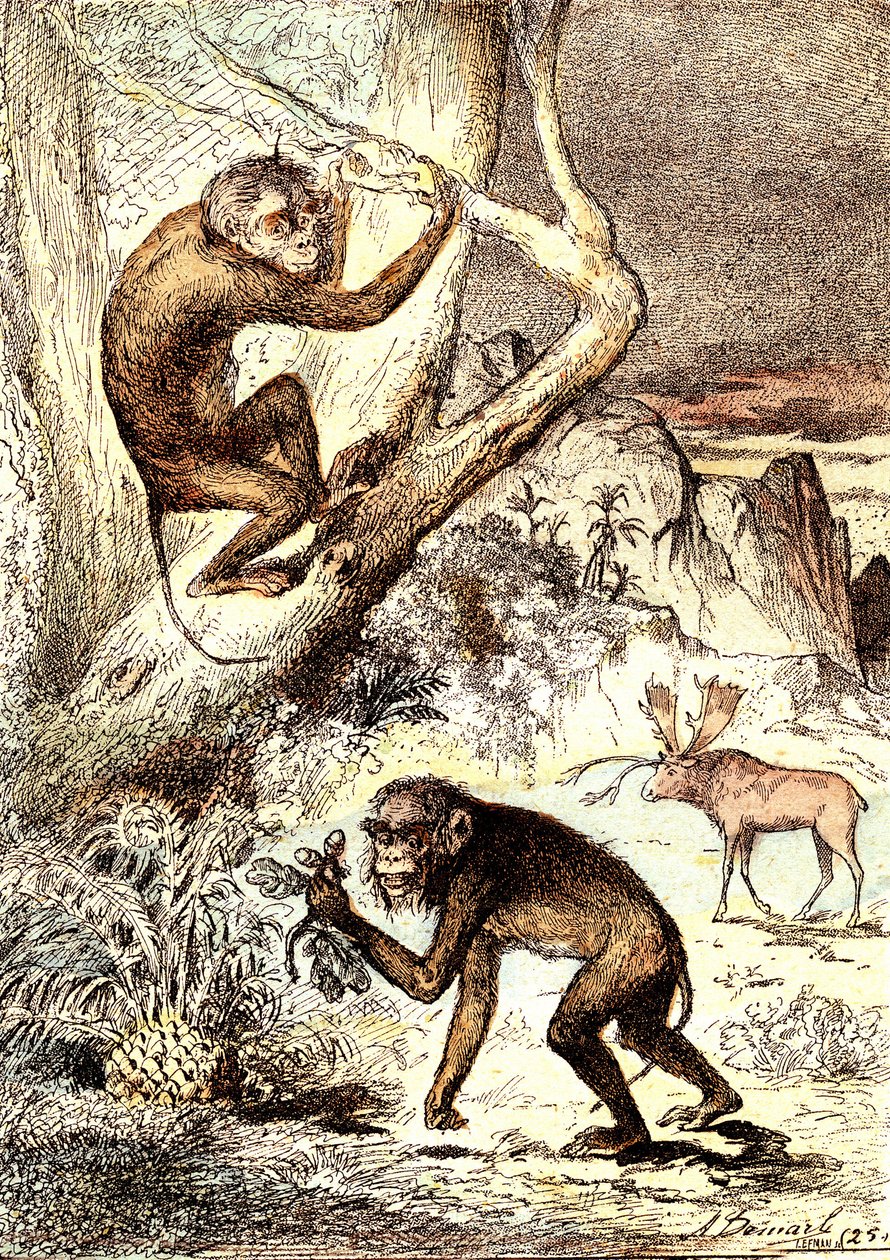 Os Macacos Catarinianos (Período Miocénico): Os Semnopitecos. A criação natural e os seres vivos de J. Rengade. Desenho de A. Demarle de Alphonse Demarle