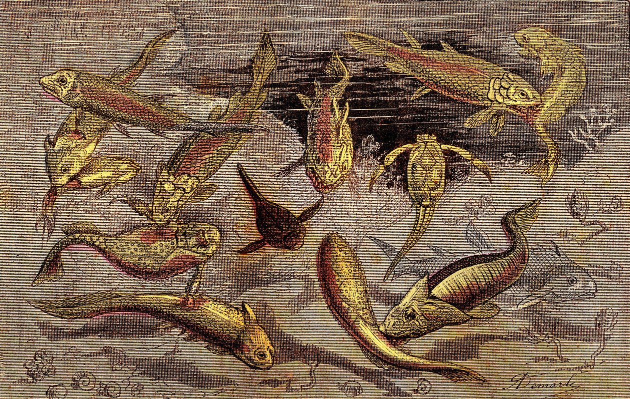 A época devoniana (Pré-história) Os seres vivos: A luta pela existência dos seres vivos. A criação natural. Desenho de A. Demarle. 1885 de Alphonse Demarle