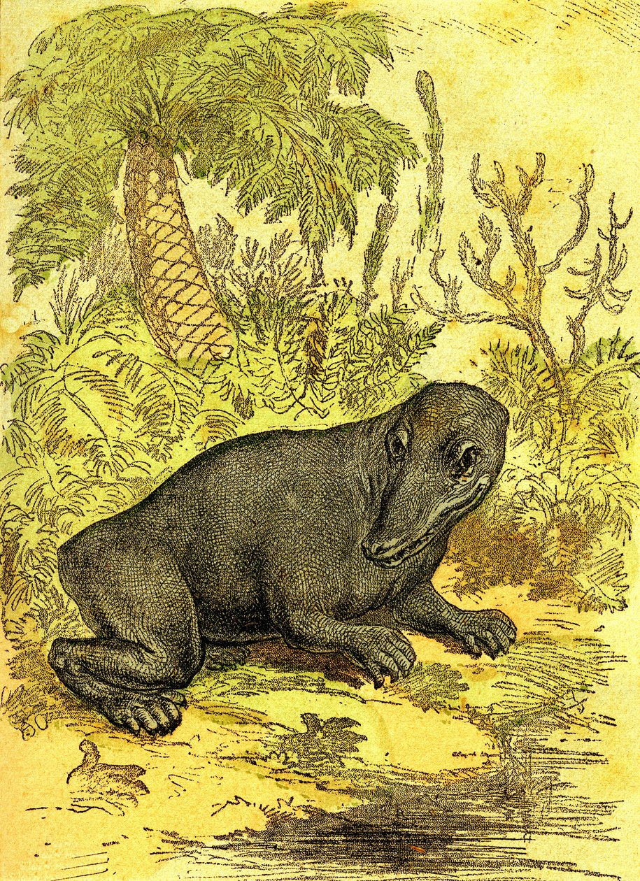 O Labyrinthodonte (Anfíbio): Anfíbio do período carbonífero. Criação Natural e Seres Vivos. Desenho de A. Demarle 1885 de Alphonse Demarle