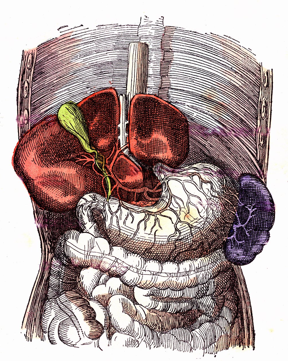 O trato digestivo - (Vida Normal e Saúde de J. Rengade) - Desenho de A. Demarle 1881 de Alphonse Demarle