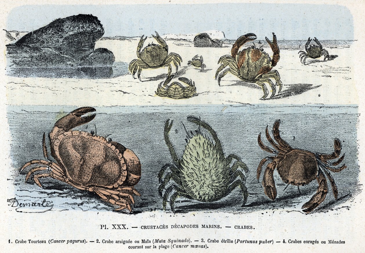 Placa zoológica; decapagem de crustáceos marinhos, caranguejo (bolo, araignee, etrille, menade) (Placa zoológica: caranguejo) Gravação de "L
