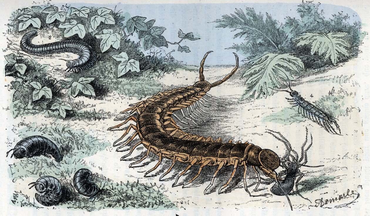 Gráfico zoológico: Insectos Myriapodes (centopéias ou centopéias) (Placa zoológica: Myriapoda) Gravura de "Homem e Natureza" de Rengade de Alphonse Demarle