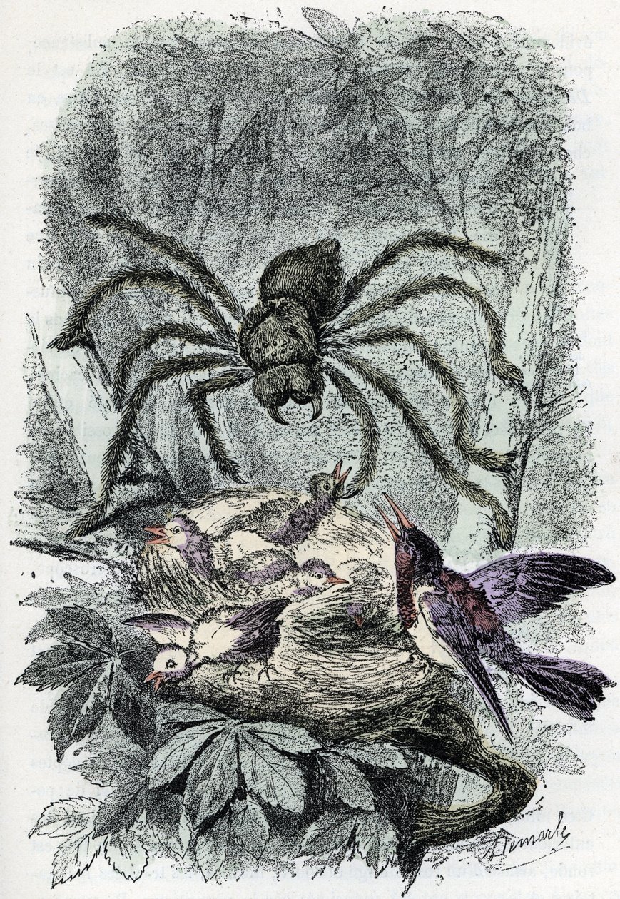 Carta zoológica: aracnídeo, mialha avicular surpreendendo um ninho de mosca-pássaro (placa zoológica: aracnídeo, Avicularia) Gravura de "Homem e Natureza" de Rengade de Alphonse Demarle