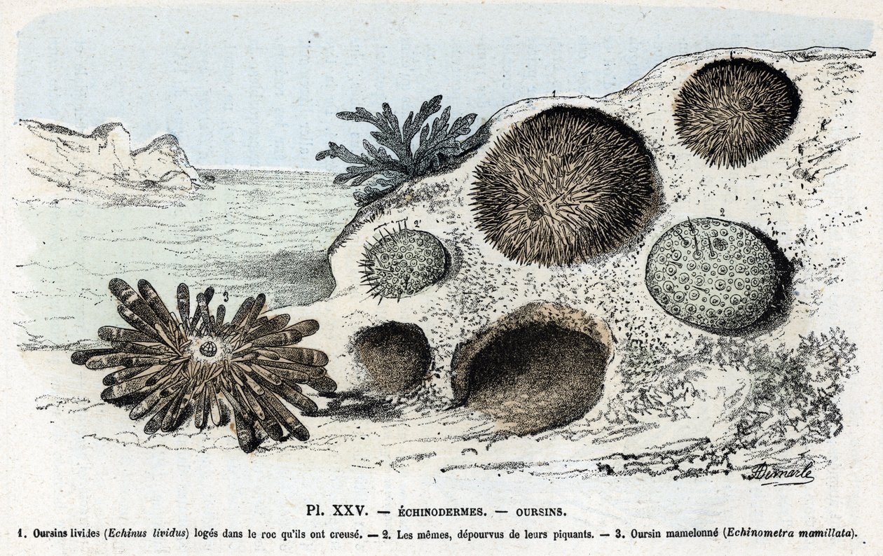 Carta zoológica: equinodermes, ouriços-do-mar (placa zoológica: equinodermes, ouriços-do-mar) Gravação de "L