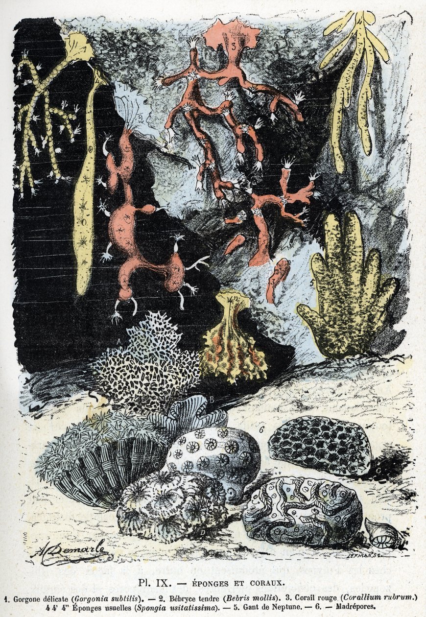 Carta zoológica: esponjas e corais (gorgone, bebryce, coral, esponjas, luva de neptuno (placa zoológica: esponjas e corais) Gravação de "L