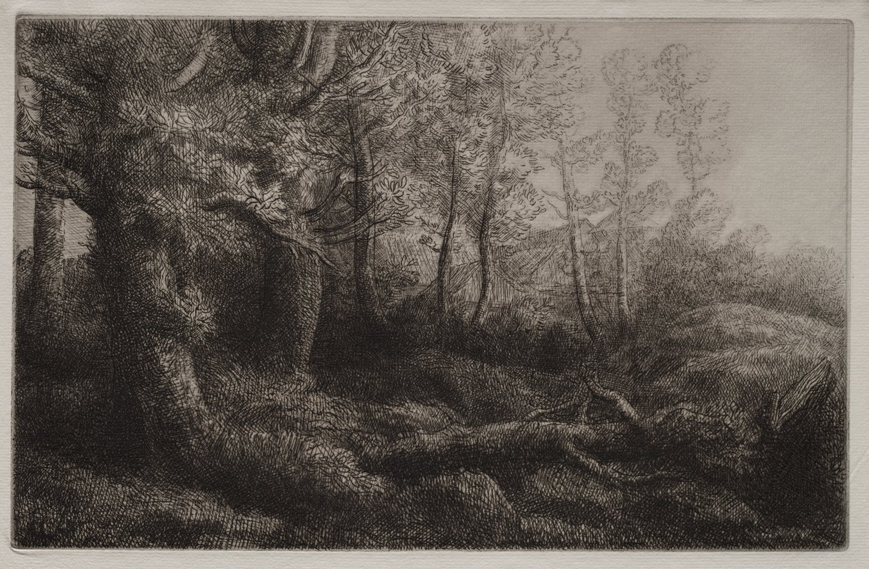 Um estudo da floresta de Alphonse Legros