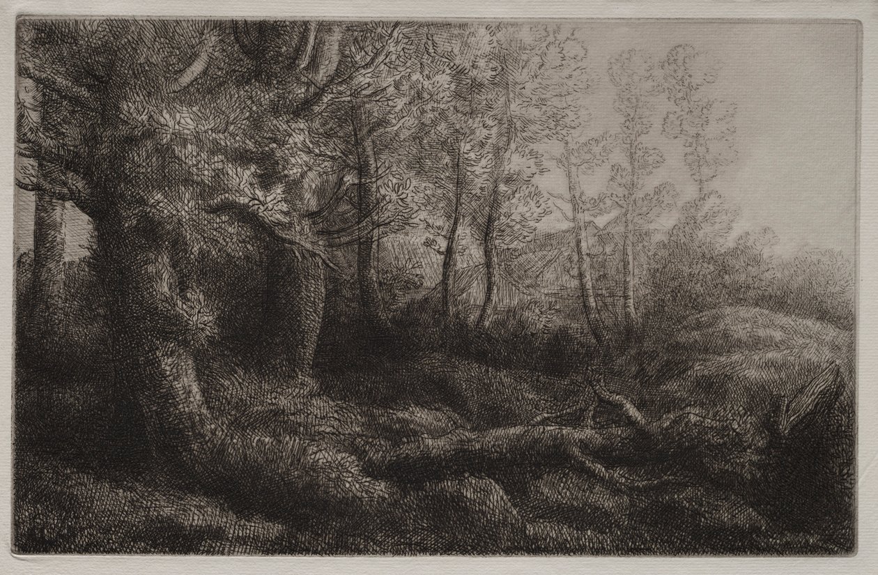 Um estudo da floresta. de Alphonse Legros