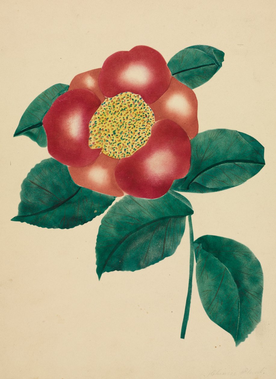 Flor da China (aguarela) de Altha Mary Nims