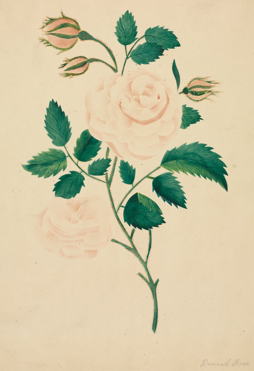 Rosa de Damasco (aguarela) de Altha Mary Nims