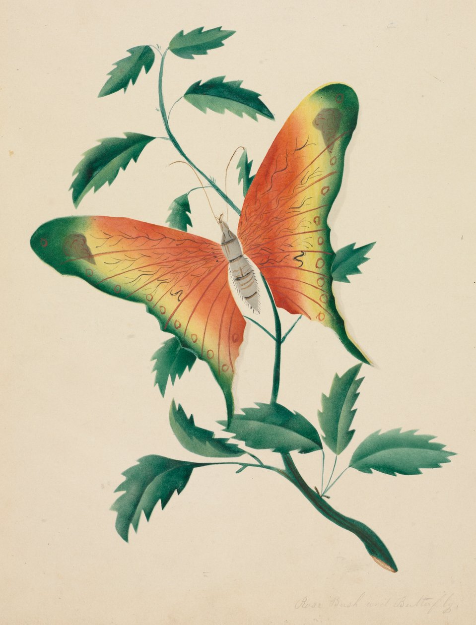 Roseira e borboleta (aguarela) de Altha Mary Nims