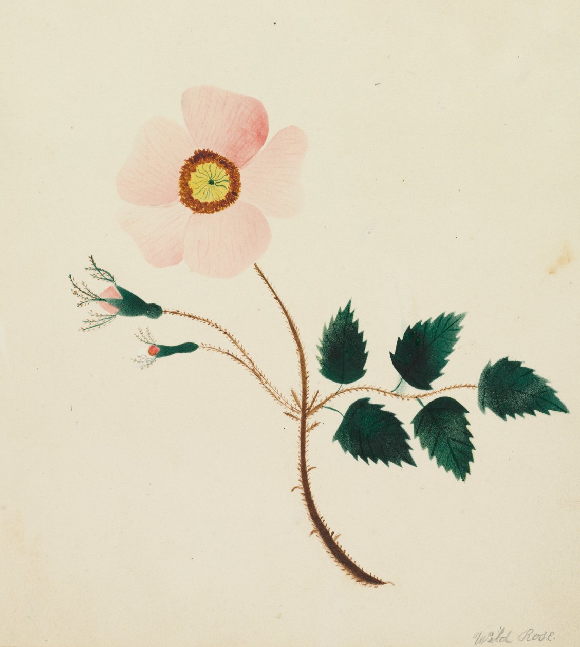 Rosa selvagem (aguarela) de Altha Mary Nims