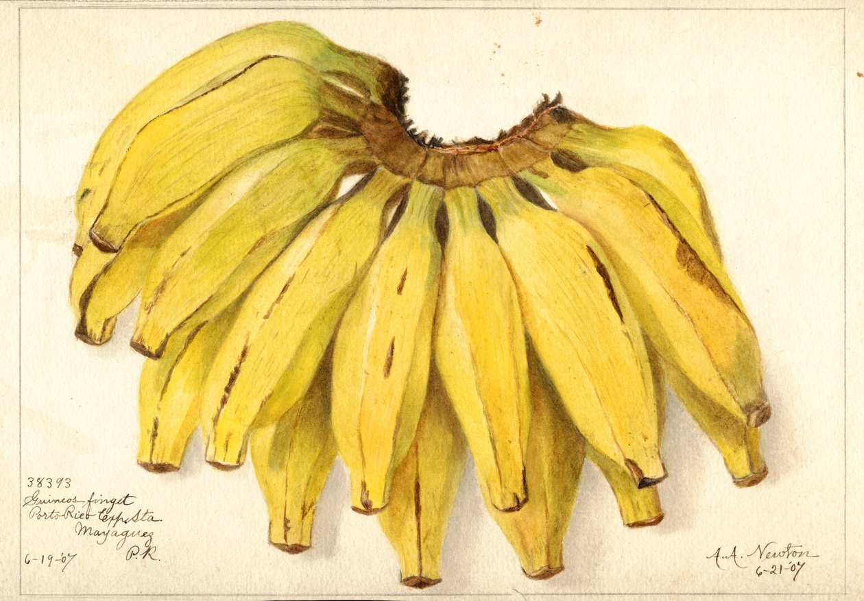 Bananas (Musa: Guincos Finget) (watercolor) de Amanda Almira Newton